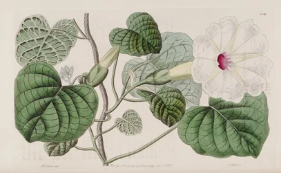 Ipomoea albivenia
